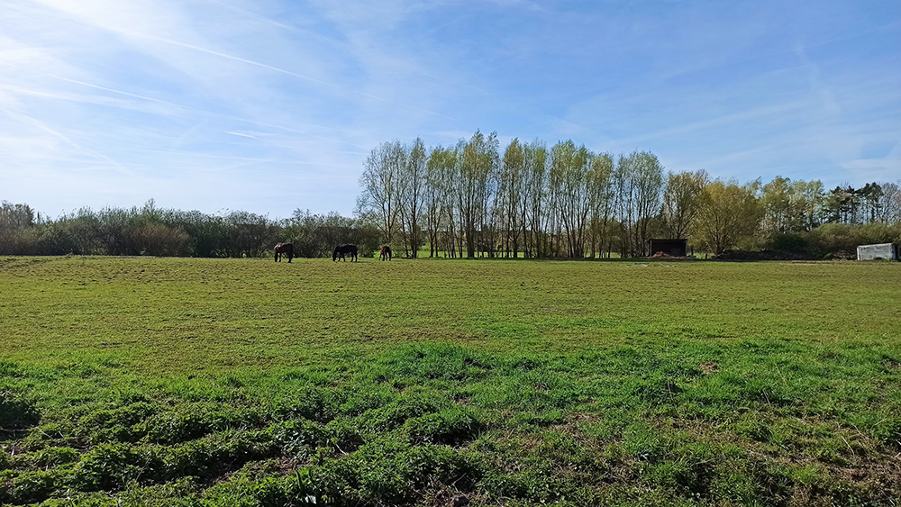 Saint Amand les Eaux (4)