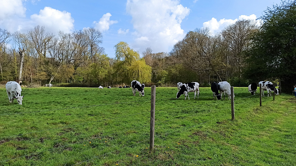 Saint Laurent Blangy (1)