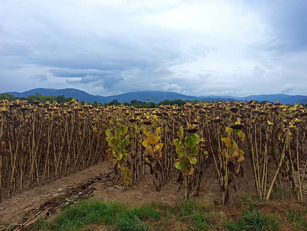 sur-la-route-d'Eguisheim-(2)