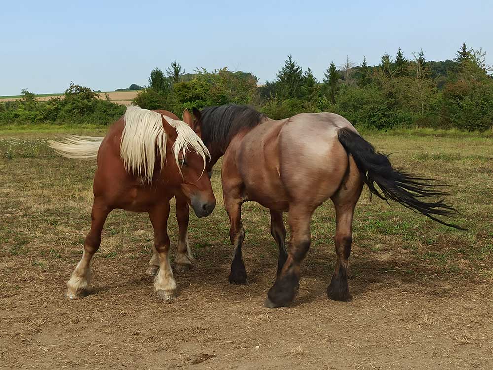 sur-la-route-de-Soissons-(7)