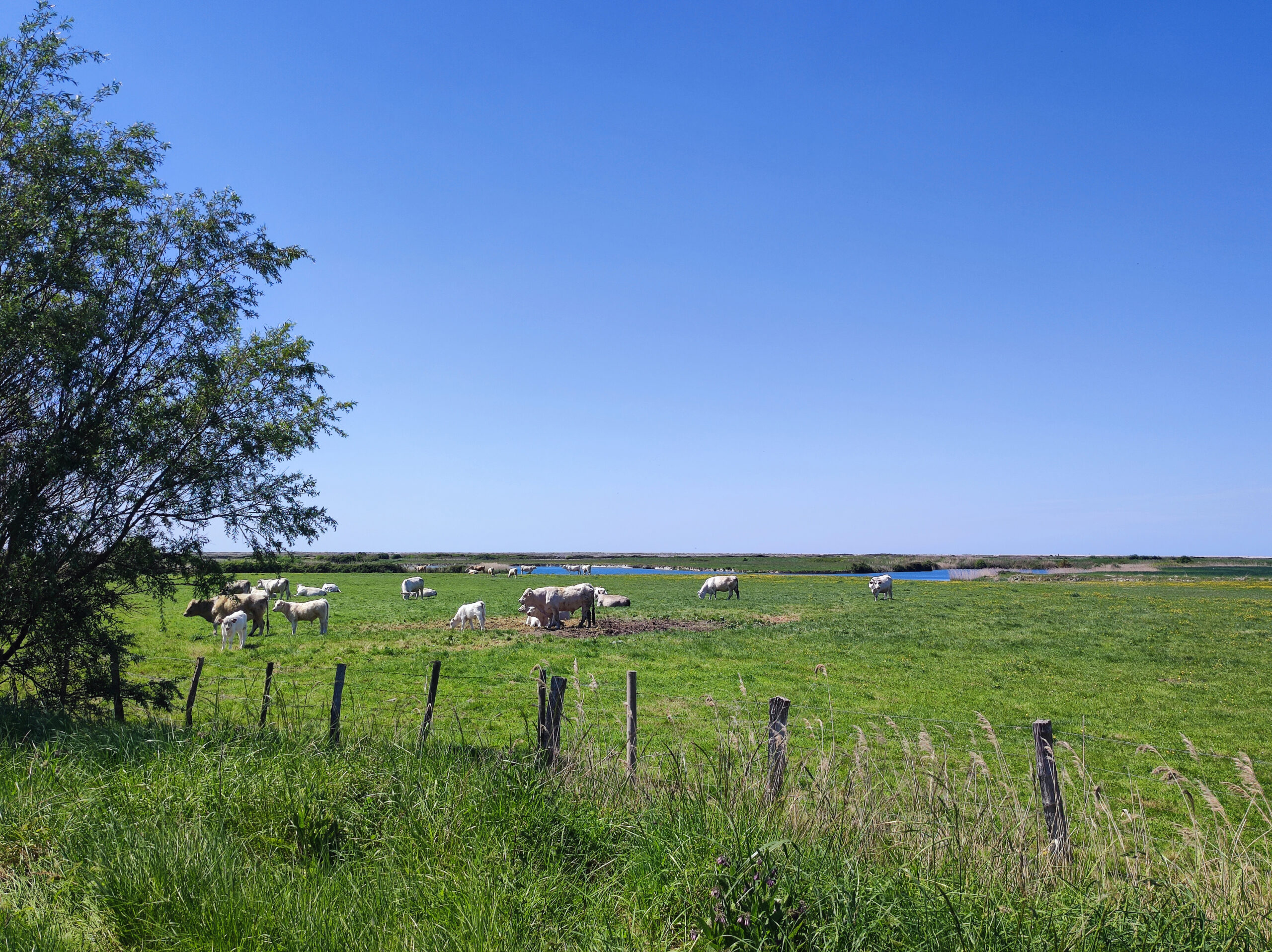 Marais de Cayeux sur Mer