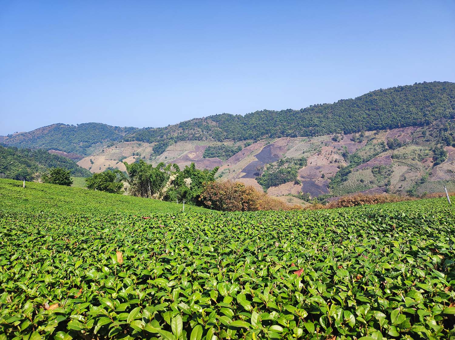Plantation de thé, nord Thaïlande