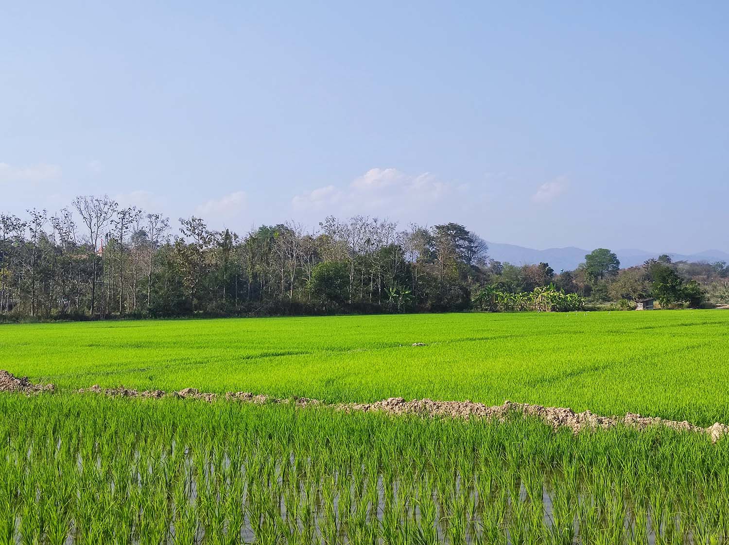 rizières Chiang Raï