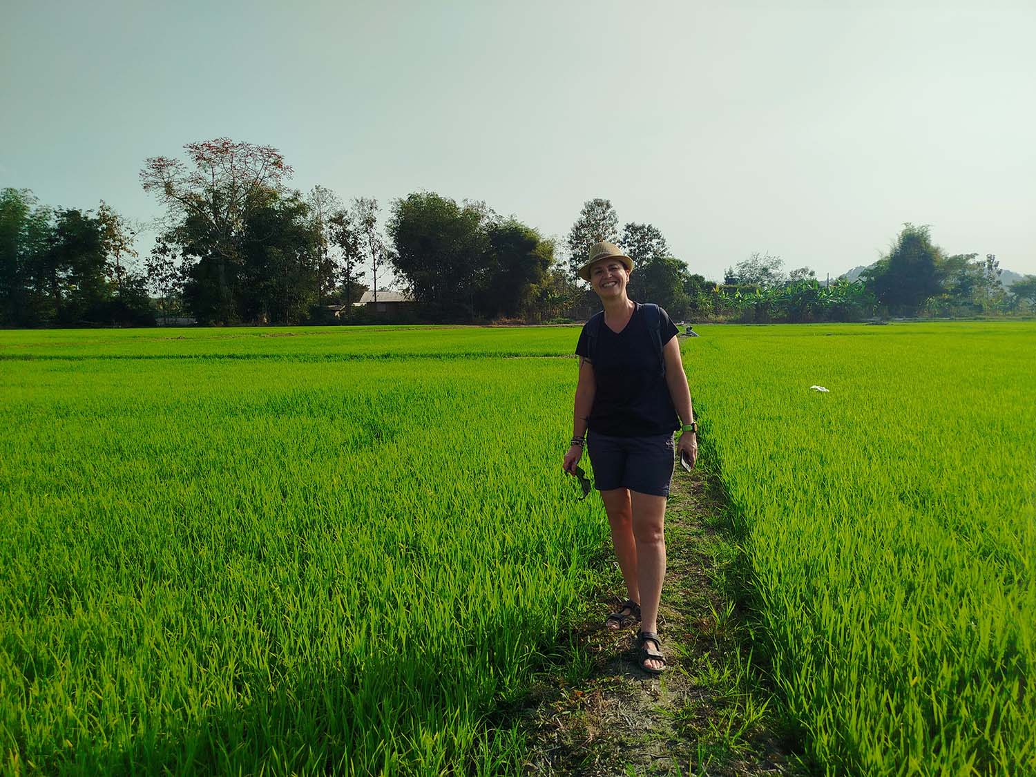 rizières Chiang Raï