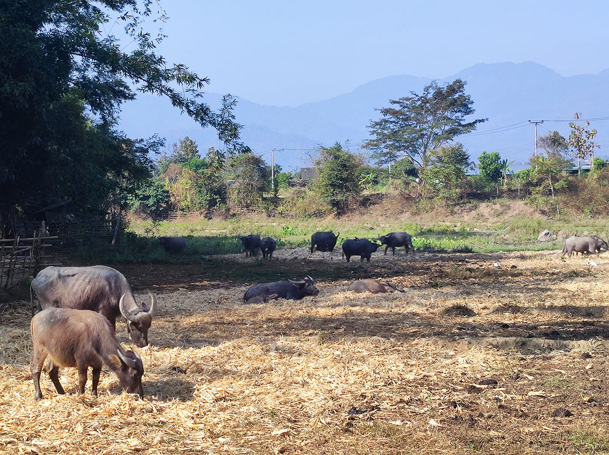 Long Neck Karens - Paï