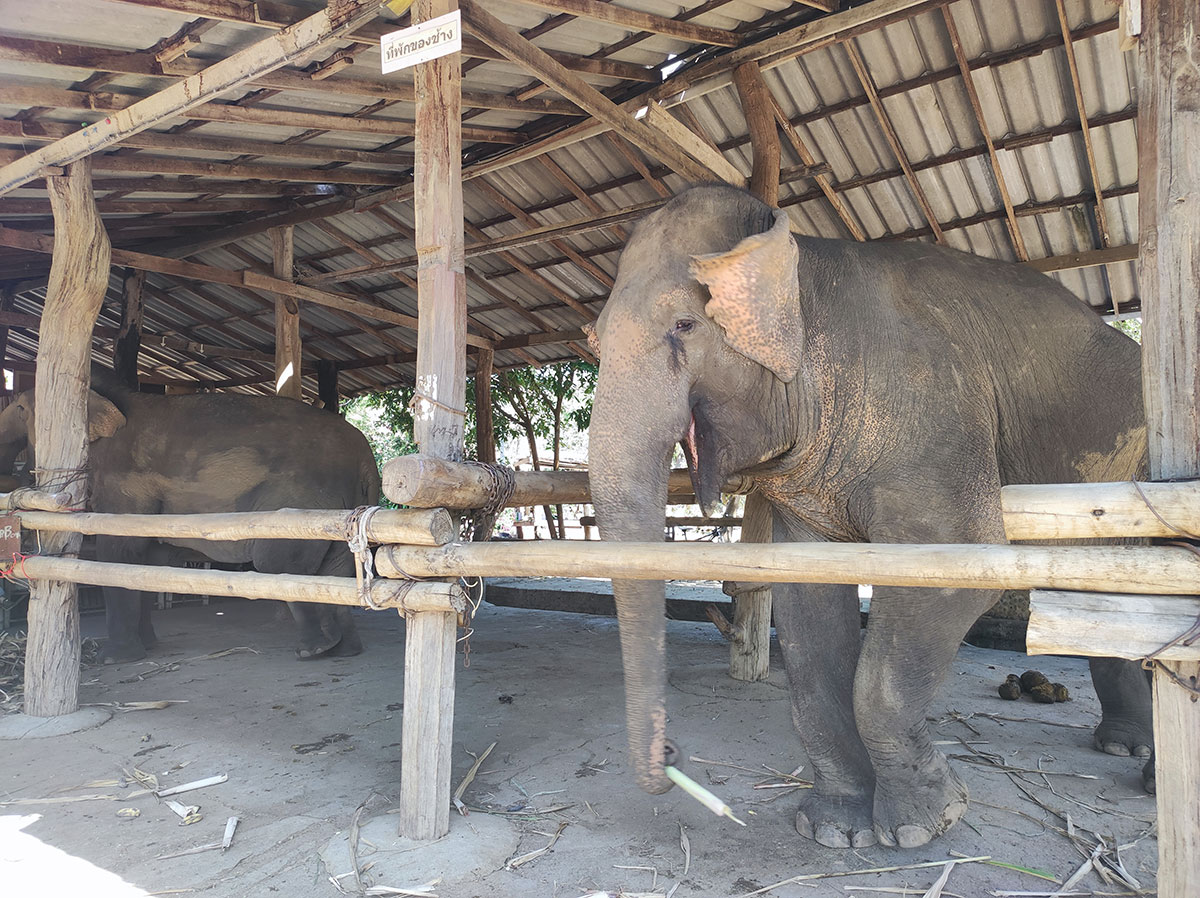 sources chaudes Tha Pai Hot Spring - Paï