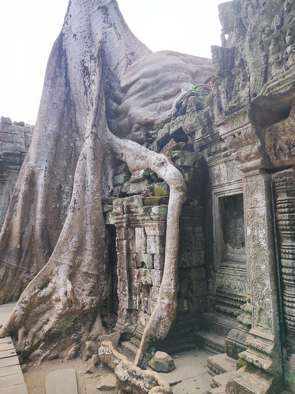 Ta Prohm Temple, Cambodge Ta Prohm Temple, Cambodge