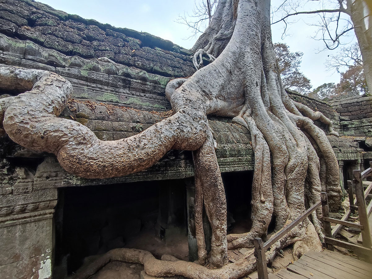 Ta Prohm Temple, Cambodge Ta Prohm Temple, Cambodge