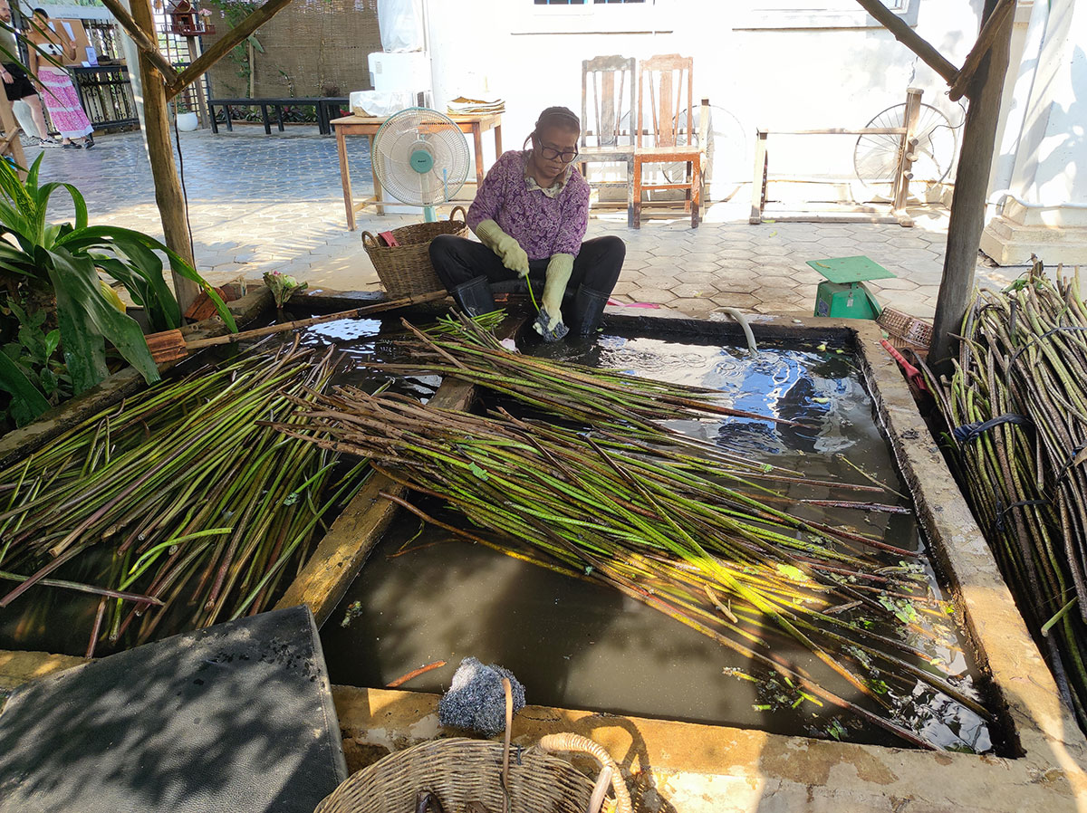 ferme de lotus Siem reap, Cambodge ferme de lotus Siem reap, Cambodge