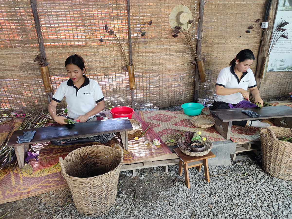 ferme de lotus Siem reap, Cambodge ferme de lotus Siem reap, Cambodge