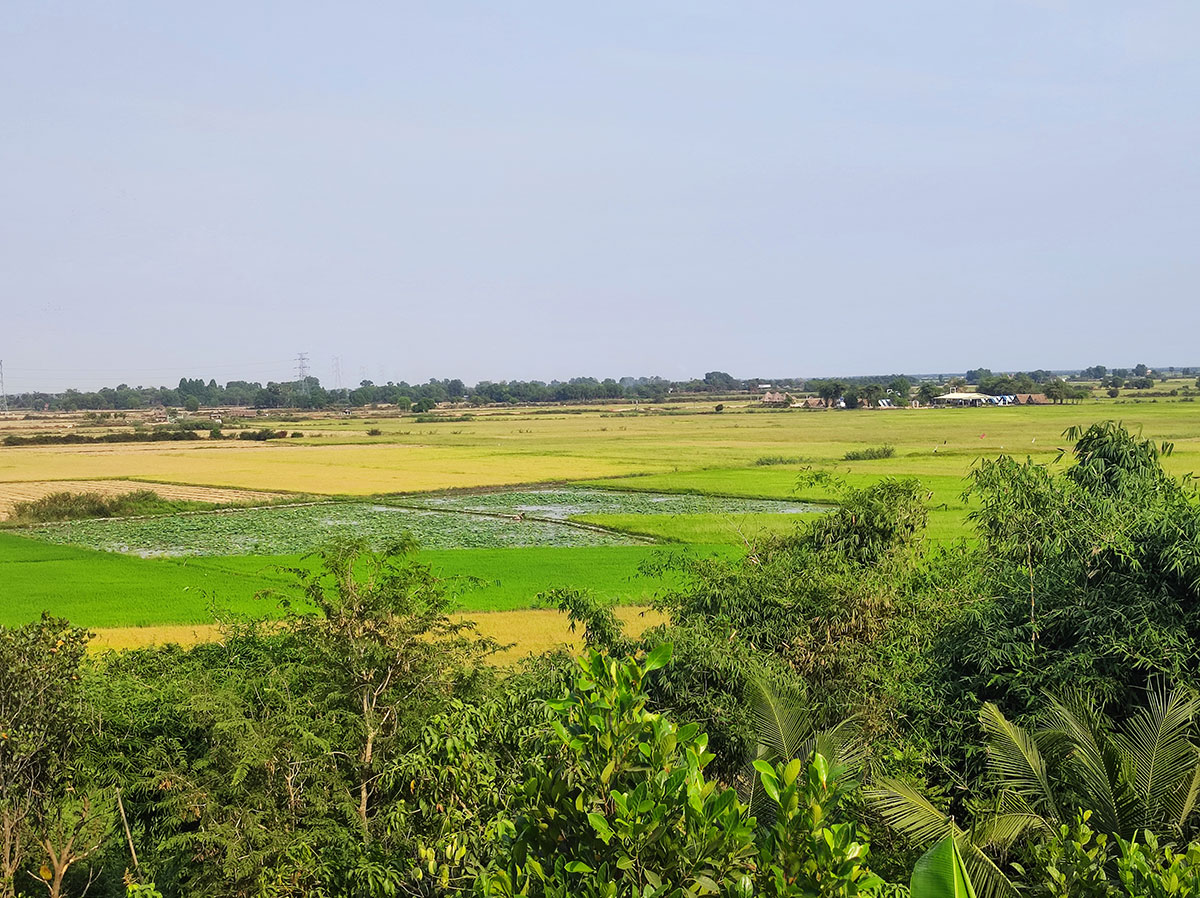 ferme de lotus Siem reap, Cambodge ferme de lotus Siem reap, Cambodge