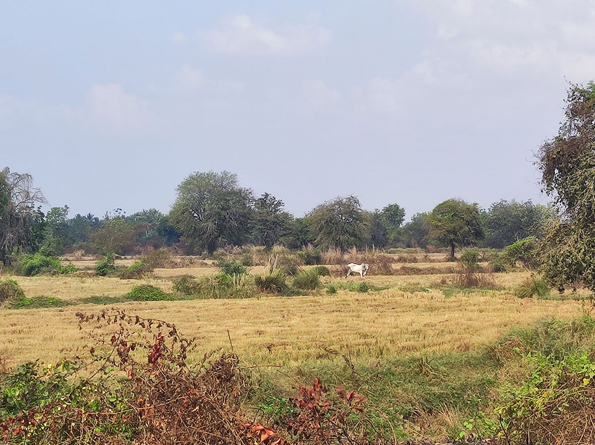 Bambou Train à Battambang